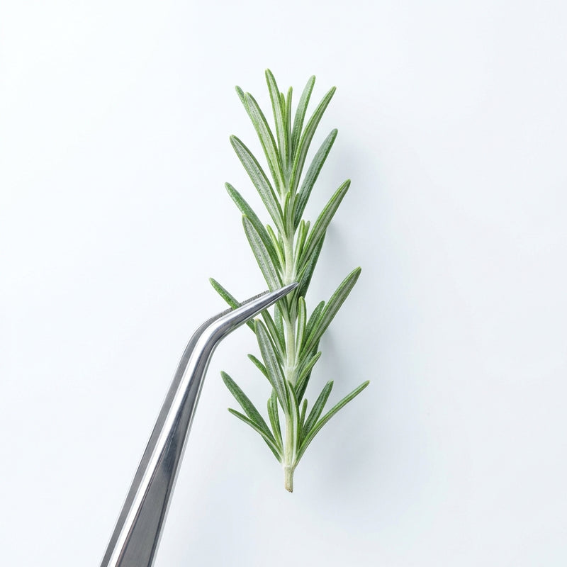 Rosemary leaf extract
